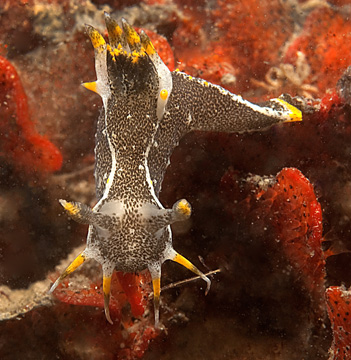 polycera hedgepethi
